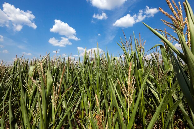 Campo de maíz, maíz de verano en el campo agrícola.