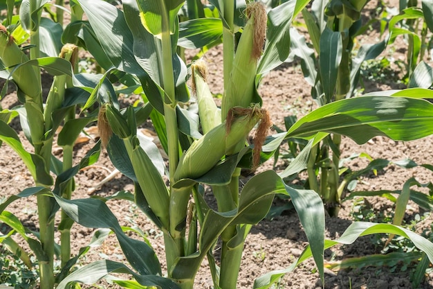 Campo de maíz con mazorcas inmaduras en el tallo