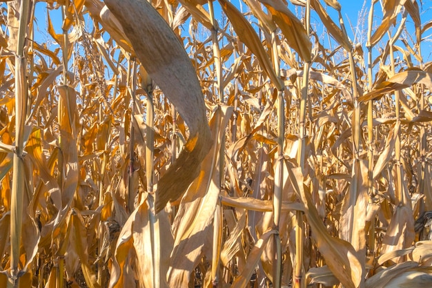 Campo de maíz con mazorcas maduras disparadas contra un cielo azul limpio Campo de maíz de otoño amarillo