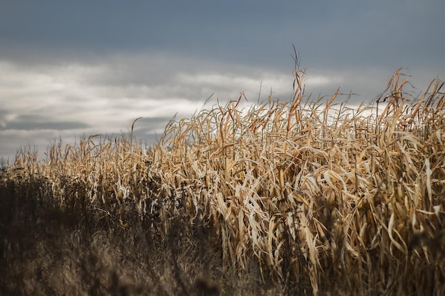 campo de maíz de otoño