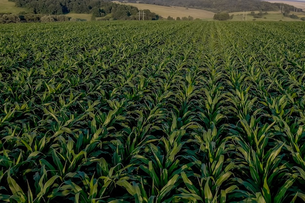 Campo de maíz con plantas jóvenes en suelo fértil al atardecer.