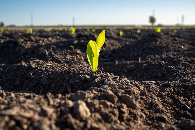 Campo de maíz recién sembrado en Firmat Santa Fe Argentina