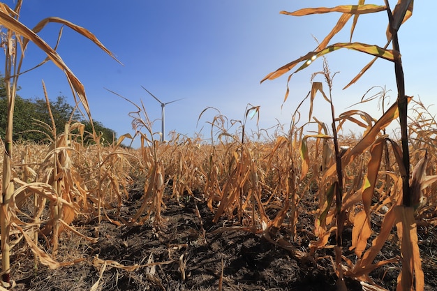 campo de maíz seco en un día soleado