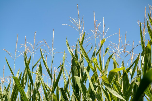 Foto campo de maíz en verano caliente al mediodía contra el cielo azul