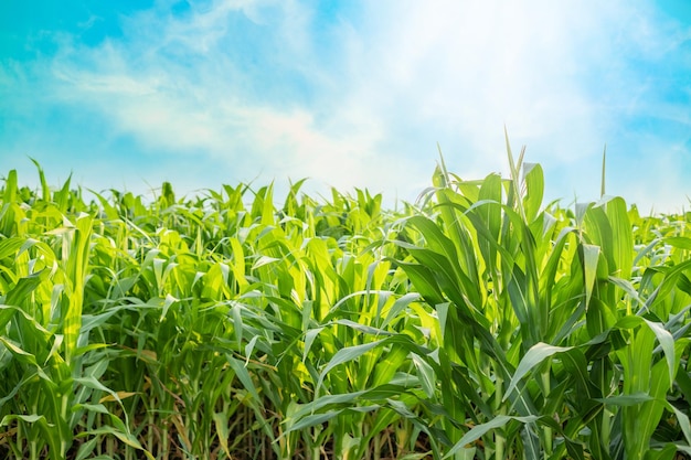 Campo de maíz verde con cielo azul y árbol de maíz joven de día soleado para cartel de diseño gráfico