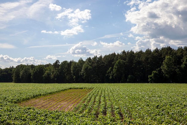 Campo de maíz verde durante el cultivo