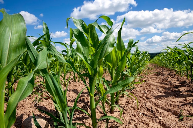 Campo de maíz verde durante el cultivo