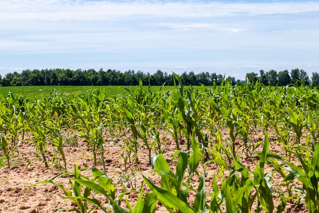 Campo de maíz verde durante el cultivo