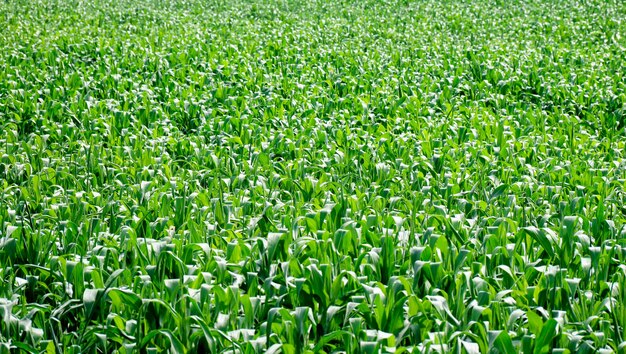 Campo de maíz verde en un día de verano, agricultura