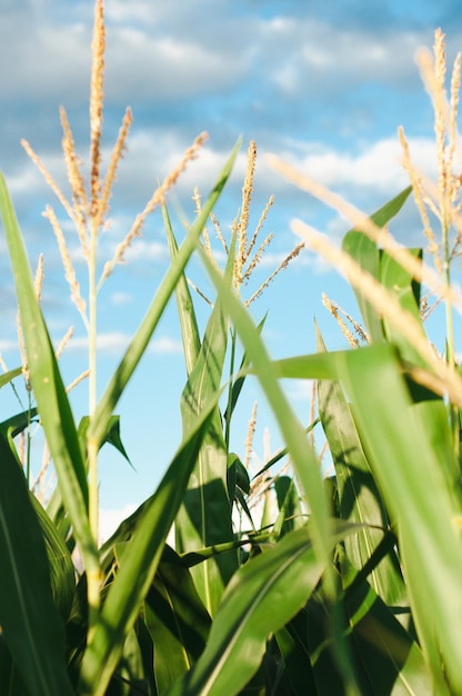 un campo de maíz verde en el fondo de un cielo azul, agricultura, cultivo de cultivos agrícolas