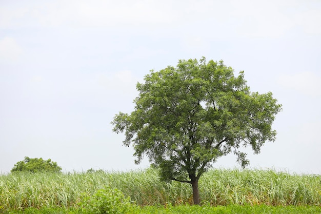 Campo de maíz verde con fondo de cielo.