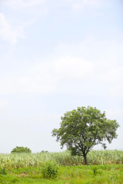 Campo de maíz verde con fondo de cielo.