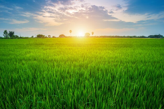 Campo de maíz verde hermoso con el fondo del cielo de la puesta del sol.