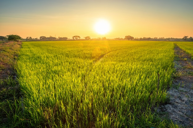 Campo de maíz verde hermoso con el fondo del cielo de la puesta del sol.