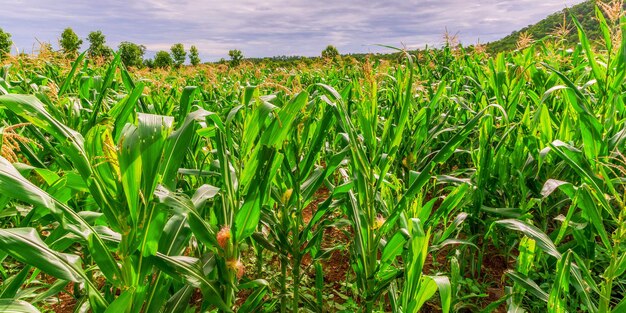 Campo de maíz verde en el jardín agrícola a la espera de cosechar