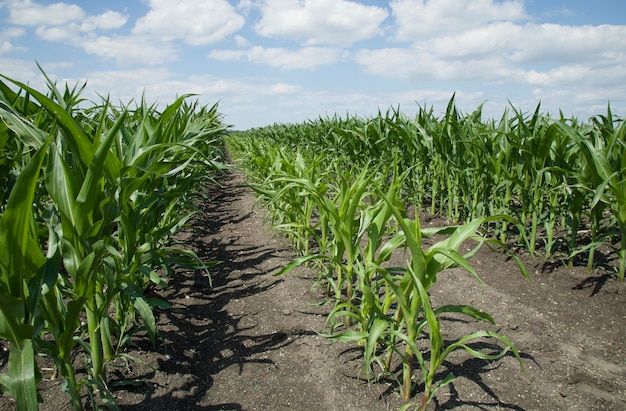 Campo de maíz verde en la luz del sol Plantas jóvenes Plántulas de maíz en la granja agrícola