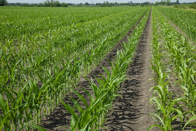 Campo de maíz verde en la luz del sol Plantas jóvenes Plántulas de maíz en la granja agrícola