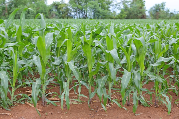 Campo de maíz verde en la naturaleza