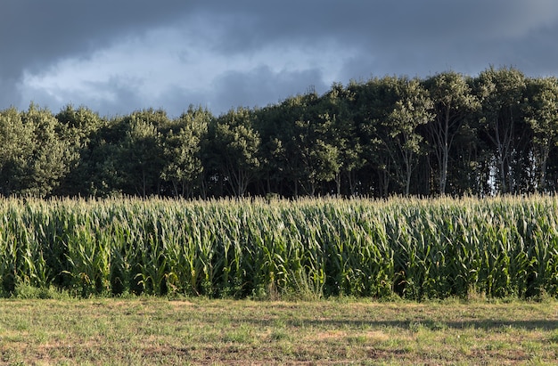 Campo de maíz verde que crece con los árboles en la parte posterior y el cielo tormentoso. Paisaje agricola