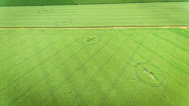 Campo de maíz Vista aérea, cultivos de maíz cultivado.