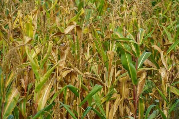 Campo de maíz en una zona ecológicamente limpia Tallos tallos verdes de maíz de primer plano Cultivo de maíz a escala industrial