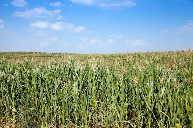 Foto campo con maíz