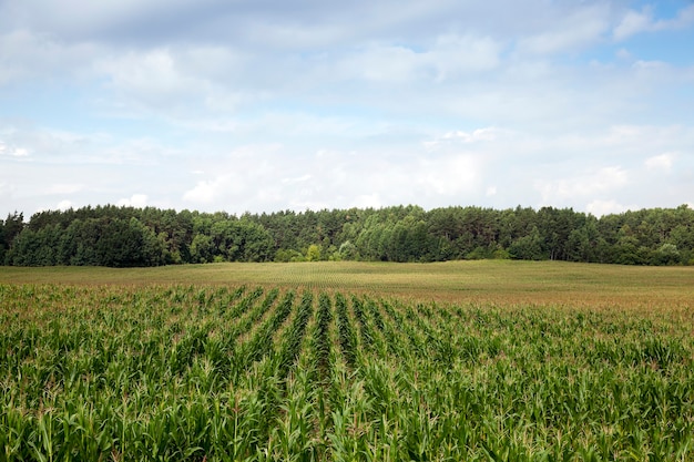 Campo con maíz