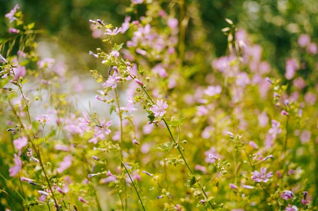 Un campo con malva de bosque durante el período de floración.