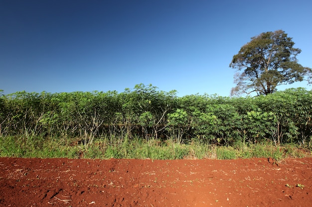 Campo de mandioca (mandioca, tapioca o yuca)