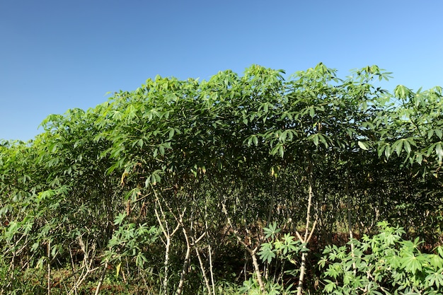 Foto campo de mandioca (mandioca, tapioca o yuca)