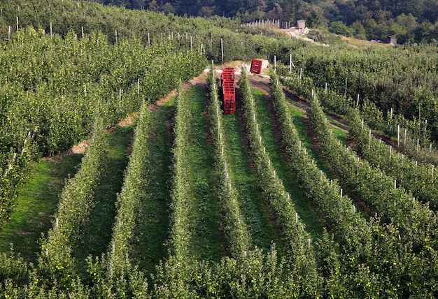 Campo de manzanos