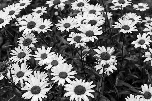 campo de margaritas foto en blanco y negro