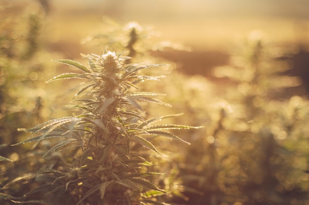 Campo de marihuana granja de cáñamo fondo de planta médica cannabis