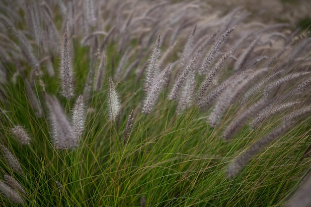 Campo mayormente borroso de hierba de cola de gatos Prado floreciente verde con colas esponjosas Fondo de pantalla de naturaleza de verano