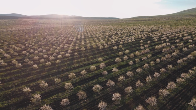 Un campo de melocotoneros con el sol brillando en el horizonte.