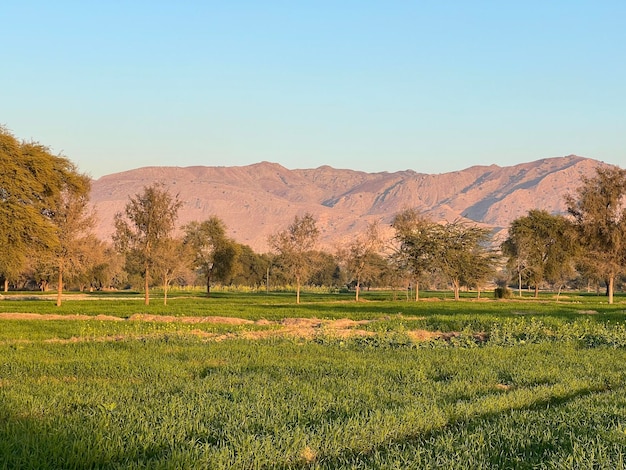 Un campo con montañas al fondo.