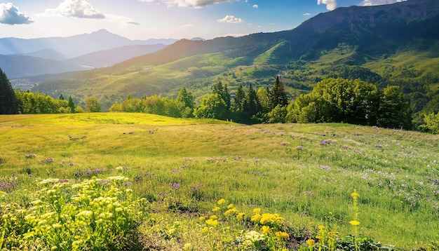 Un campo con montañas al fondo.