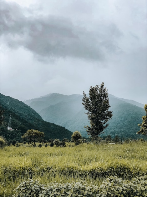 Un campo con montañas al fondo.