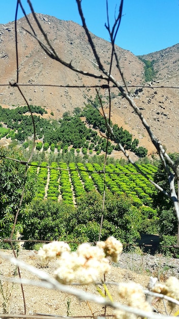 Foto campo con montañas en el fondo