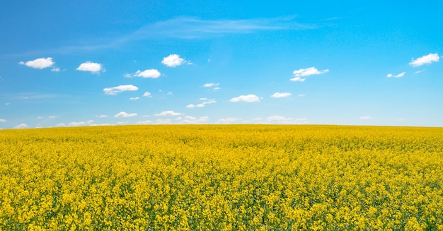 Campo de mostaza amarilla en el fondo del cielo azul