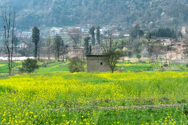 El campo de mostaza amarilla