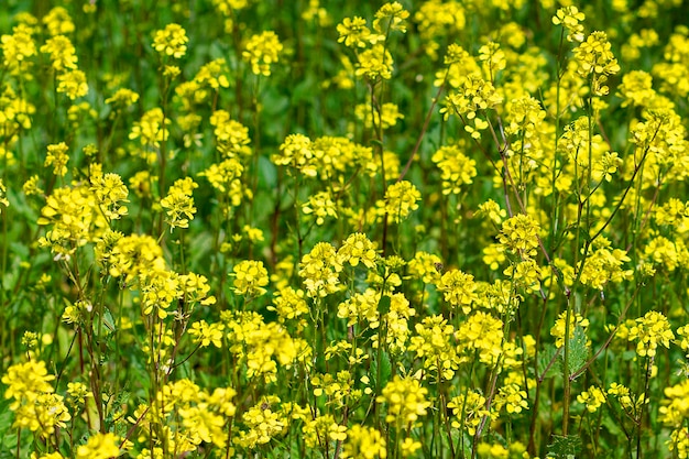 Campo de mostaza amarillo mostaza floreciente