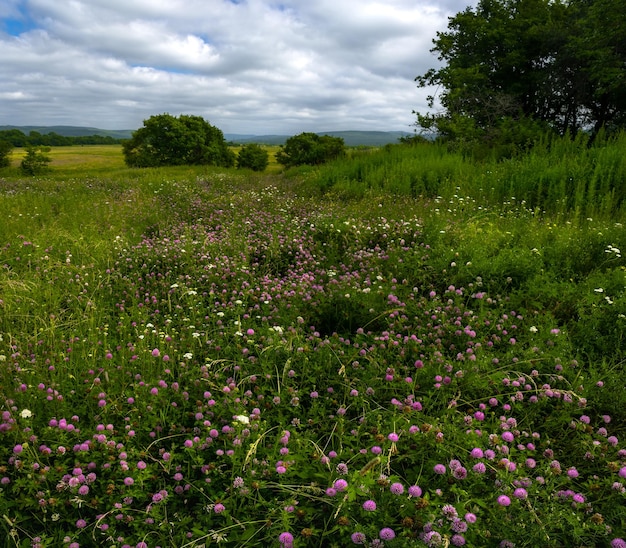 Campo con muchas flores de trébol rosa entre hierba bajo un cielo nublado