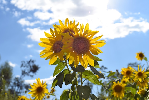 Campo con muchos girasoles sin gente.