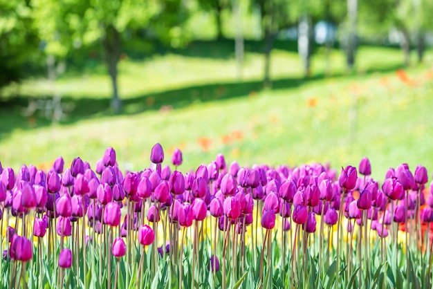 Campo de muchos tulipanes lilas en el parque verde