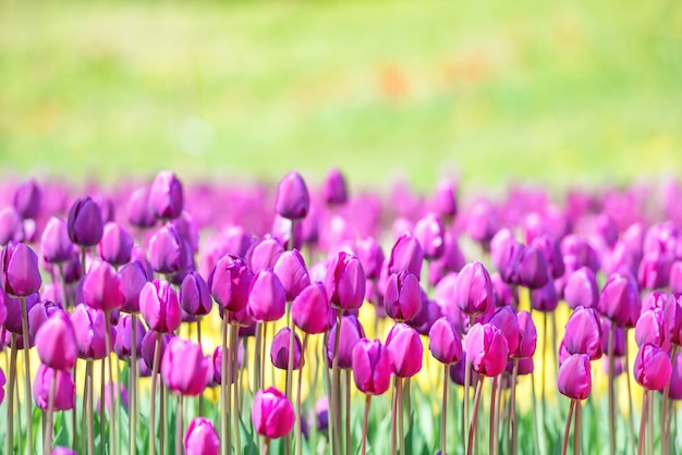 Campo de muchos tulipanes lilas en el parque verde