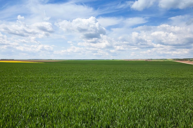 Campo na primavera