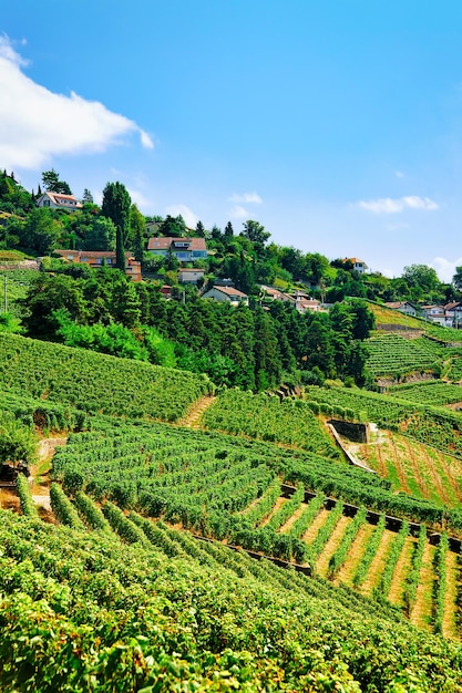 Campo na trilha de caminhada de Lavaux Vineyard Terraces, distrito de Lavaux-Oron, Suíça