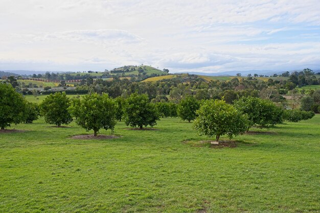 Un campo de naranjos con vistas a las montañas de fondo