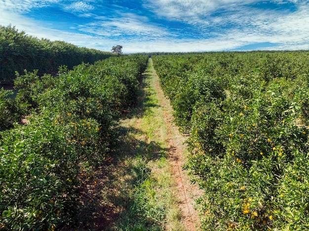 Campo de naranjosHermosos campos de naranjos en el campo brasileño